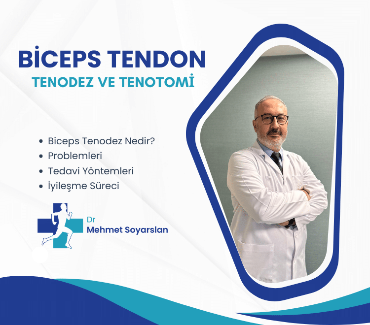 Biceps Tendon